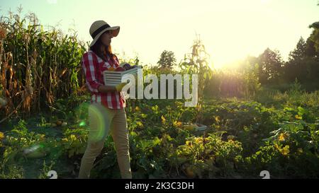 Bei Sonnenuntergang, weibliche Bäuerin in karierten Hemd und Hut läuft durch das Feld, Gemüsegarten, hält Box mit verschiedenen frischen Gemüse, Ernte auf dem Bauernhof, Sommer. Kornfeld Hintergrund . Hochwertige Fotos Stockfoto