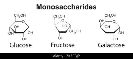 Chemische Illustration von Monosacchariden. Glukose, Fruktose Und Galaktose. Vektorgrafik. Stock Vektor