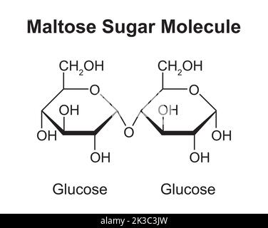 Maltose-Zucker-Molekül. Glukose Und Glukose. Vektorgrafik. Stock Vektor