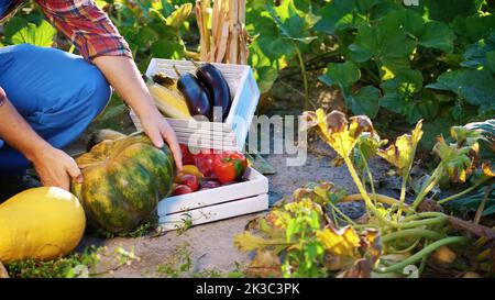 Männlicher Bauer in karierten Hemd und Hut, hält einen großen Kürbis, sammeln, Ernte verschiedene Gemüse im Garten, Feld, an sonnigen Sommertag. Hochwertige Fotos Stockfoto