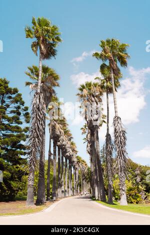 Tropischer Botanischer Garten Lissabon, Jardim Botânico Tropical in Belém, Lissabon. Hohe Palmen am Eingang zum Garten, ein Nationaldenkmal. Stockfoto