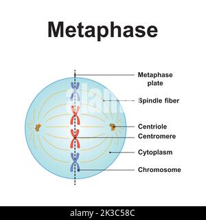 Wissenschaftliche Gestaltung der Metaphase. Das zweite Stadium der Mitose. Bunte Symbole. Vektorgrafik. Stock Vektor