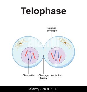 Wissenschaftliche Gestaltung von Telophase. Das letzte Stadium der Mitose. Bunte Symbole. Vektorgrafik. Stock Vektor