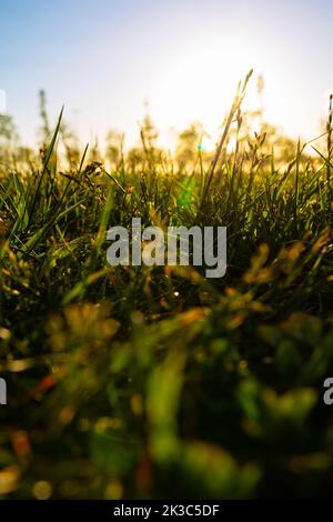 Entkochte Gräser oder Rasenflächen von Kulturpflanzen bei Sonnenuntergang. Naturhintergrundfoto. Vertikales Foto des Carbon Net Zero oder Earth Day Concept. Stockfoto