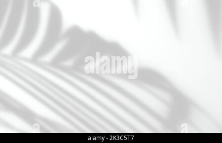 Grauer Schatten-Overlay-Effekt eines Palmenblatts auf neutralweißem Hintergrund für Foto, Poster, Schreibwaren, Wandkunst und Designpräsentation Stockfoto
