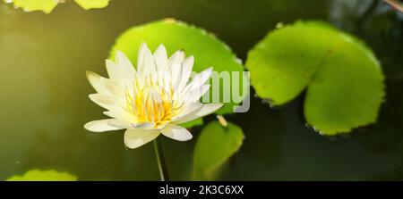 Sonnenlicht scheint auf den schönen Lotusblumen. Weißer Lotus blühte mit gelben Staubgefäßen auf der Oberfläche des Teiches. Stockfoto