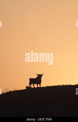 Osborne Stier in einem Berg bei Sonnenuntergang, Velez Malaga. Spanien Stockfoto