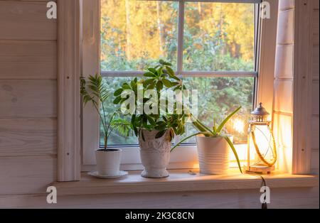 Zimmerpflanzen auf Holzfensterbank. Goldene Herbstlandschaft im weißen Fenster. Haus und Garten, Herbstkonzept Stockfoto