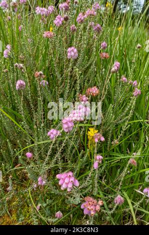 Nahaufnahme von Ericaceae Erica tetralix rosa Blüten Wildblumen, die im Sommer in Cumbria England in Sumpfgebieten wachsen Stockfoto