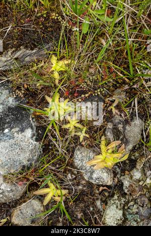 Nahaufnahme des Sumpfes Pinguicula vulgaris Feuchtgebiet Sumpfgebiet Sommer in der Nähe von Grange Borrowdale Lake District National Park Cumbria England Stockfoto