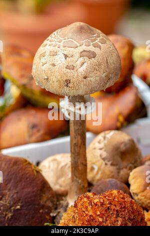 Essbare Waldpilze im Herbst. Selektiver Fokus auf die Kappe eines Parasolpilzes (Macrolepiota procera) vor verschiedenen Pilzarten in einem Stockfoto