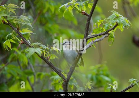 Red-Eyed Vireo thront in einem Baum im Bombay Hook National Wildlife Refuge Stockfoto