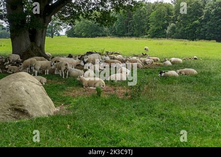 Herde von Texel Schafen, die bei heißem Wetter im Schatten der Bäume auf dem Ackerland ruhen, in der Sommerhitze Lake District National Park Cumbria England Großbritannien Stockfoto