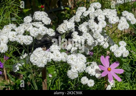 Nahaufnahme der weißen asteraceae achillea ptarmica sneezewort Blumen Blüte wächst im Sommer England GB Großbritannien Stockfoto