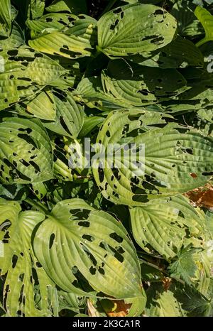 Nahaufnahme von Hosta-Hostas, die im Sommer an der Grenze mit Blättern wachsen, die von Schnecken und Nacktschnecken beschädigt wurden England Vereinigtes Königreich GB Großbritannien Stockfoto