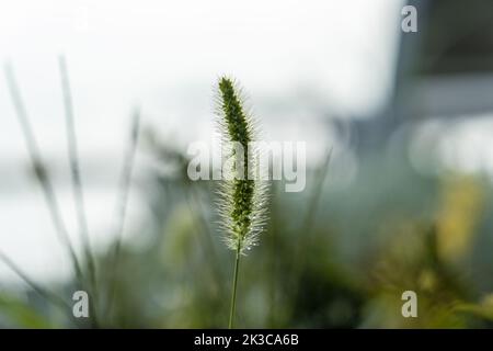 Selektiver Fokus grün Setaria viridis, detaillierte Fuchsschwanzpflanze, hell verschwommen Natur Hintergrund Stockfoto