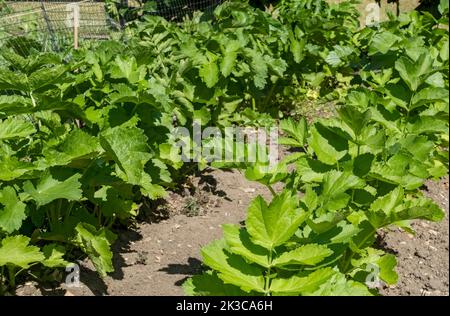 Nahaufnahme von Reihen von apiaceae-Pastinaken-Pastinaken-Pflanzen, die im Sommer im Gemüsegarten wachsen England Vereinigtes Königreich GB Großbritannien Stockfoto