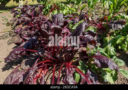 Nahaufnahme von Reihen von Beetroot beta vulgaris Pflanzen, die im Sommer im Gemüsegarten wachsen England Vereinigtes Königreich GB Großbritannien Stockfoto