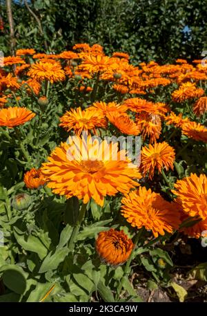 Nahaufnahme von Asteraceae orange calendula officinalis englischer Topf Marigold Marigolds Blumen Blüte blühend Sommer Grenze England Großbritannien Stockfoto