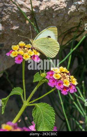 Pieris brassicae, großer weißer Schmetterling auf einer Lantana-Kameraflüme Stockfoto