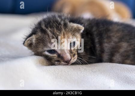 Die Schlafende Neugeborene dunkelgrau gestromte Low-Ear-Katze, Vorderansicht Kätzchen-Konzept, halboffene Augen Neugeborene Katze legt sich hin, niedliches kleines Kätzchen-Konzept Stockfoto
