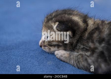 Neugeborene dunkelgrau tabby Low-Ear-Katze, Rückansicht Kätzchen-Konzept, halb offene Augen Neugeborene Katze legt sich hin, niedliches kleines Kätzchen-Konzept Stockfoto