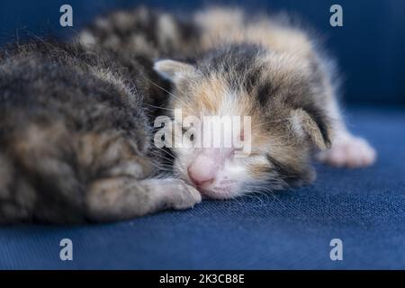 Neugeborene Calico tabby Katzen schlafen zusammen, entzückende neugeborene Babykatze, Kätzchen-Konzept, halb offene Augen kleine Katze, detaillierte Sitzansicht Stockfoto