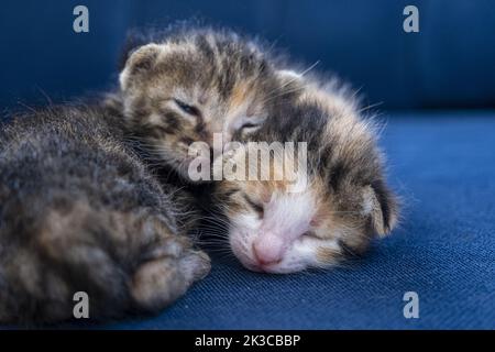 Zwei neugeborene Calico tabby Katzen umarmen sich und schlafen, liebenswert neugeborene Katze, Kätzchen Konzept, Half-open-eye kleine Katze Stockfoto