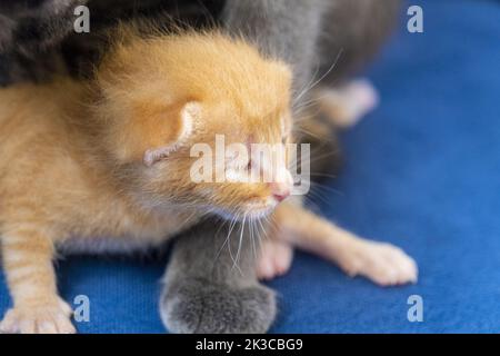 Neugeborene orange gestromte Katze mit der Pfote ihrer Mutter, Kätzchen-Konzept, halboffene Augen Neugeborene Katze legt sich hin, niedliches kleines Kätzchen-Konzept, rote Babykatze Stockfoto