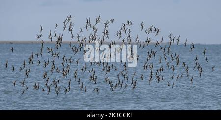 Bécasseaux sanderling en vol sur une plage de la baie de somme Stockfoto