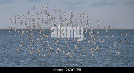 Baie de somme, oiseaux en vol Stockfoto