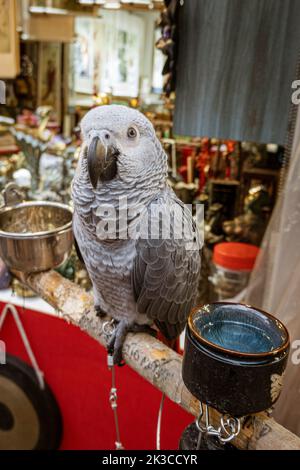 Singapur, 24. Juli 2022 - Grauer Papagei auf Barsch vor dem Geschäft in Chinatown. Stockfoto