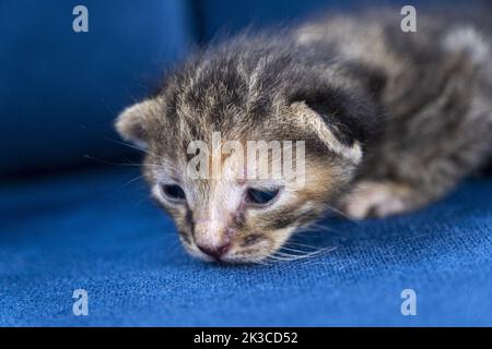 Neugeborene dunkelgrau gestromte Katze, Kätzchen-Konzept, halboffene Augen Neugeborene Katze legt sich, niedliche kleine Kätzchen-Konzept Stockfoto