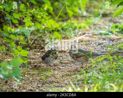 Soor fieldfare, Turdus pylaris, füttert das Küken mit Regenwürmern auf dem Boden. Ein erwachsenes Küken verließ das Nest, aber seine Eltern kümmern sich weiterhin um das Nest Stockfoto