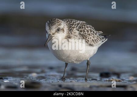 Baie de somme, oiseaux en vol Stockfoto