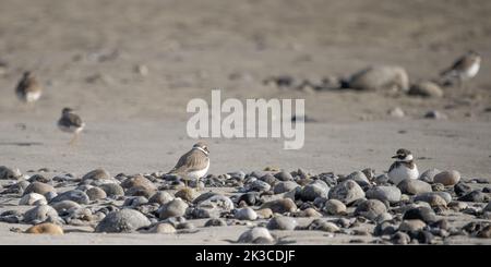 Baie de somme, oiseaux en vol Stockfoto