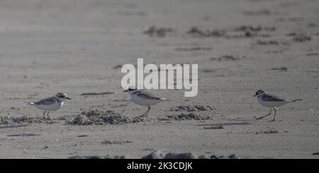 Baie de somme, oiseaux en vol Stockfoto