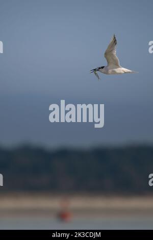 Baie de somme, oiseaux en vol Stockfoto