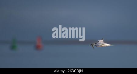 Baie de somme, oiseaux en vol Stockfoto