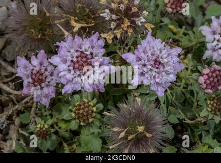 Mount Parnassus scabious, Pterocephalus pterocephalus, (früher Pterocephalus perennis,) in Blüte in Griechenland. Stockfoto