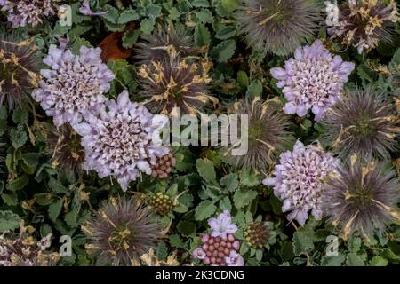 Mount Parnassus scabious, Pterocephalus pterocephalus, (früher Pterocephalus perennis,) in Blüte in Griechenland. Stockfoto