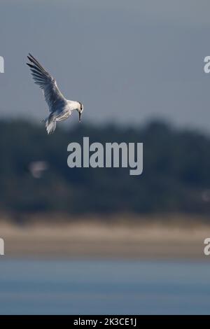 Baie de somme, oiseaux en vol Stockfoto