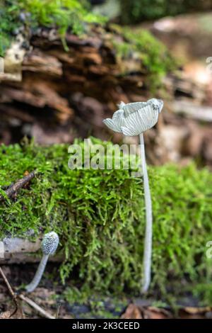 Haresfoot inkcap (Coprinopsis lagopus) Pilz-Toadstool-Pilz-Pilze in Laubwäldern im Herbst, England, Großbritannien Stockfoto