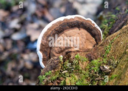 Brauner Bracketpilz mit weißem Rand, der im Herbst auf toten Baumstämmen in Wäldern wächst, England, Großbritannien Stockfoto