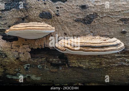 Bracketpilze, brauner und weißer Pilz auf toter Buche, wahrscheinlich südlicher Bracket (Ganoderma australe), Ebernoe Common, West Sussex, England, UK Stockfoto