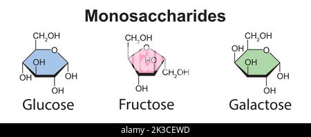 Chemische Illustration von Monosacchariden. Glukose, Fruktose Und Galaktose. Vektorgrafik. Stock Vektor