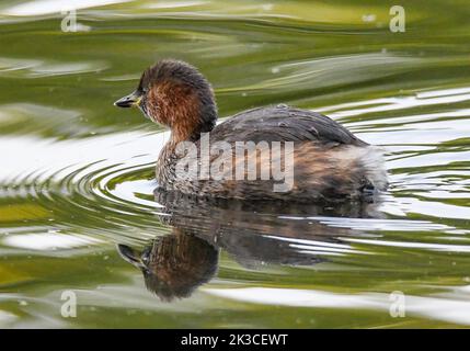 Zwergtaucher Stockfoto