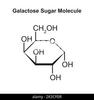 Chemische Illustration des Galaktose-Zuckermoleküls. Vektorgrafik. Stock Vektor