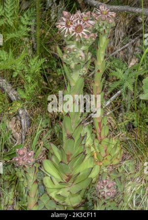 Gewöhnlicher Hauskiefer, Sempervivum tectorum, blühend, in den italienischen Alpen. Stockfoto