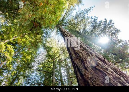 Blick nach oben auf die Spitze einer Gruppe von Mammutbäumen am Baumkronen oben Stockfoto